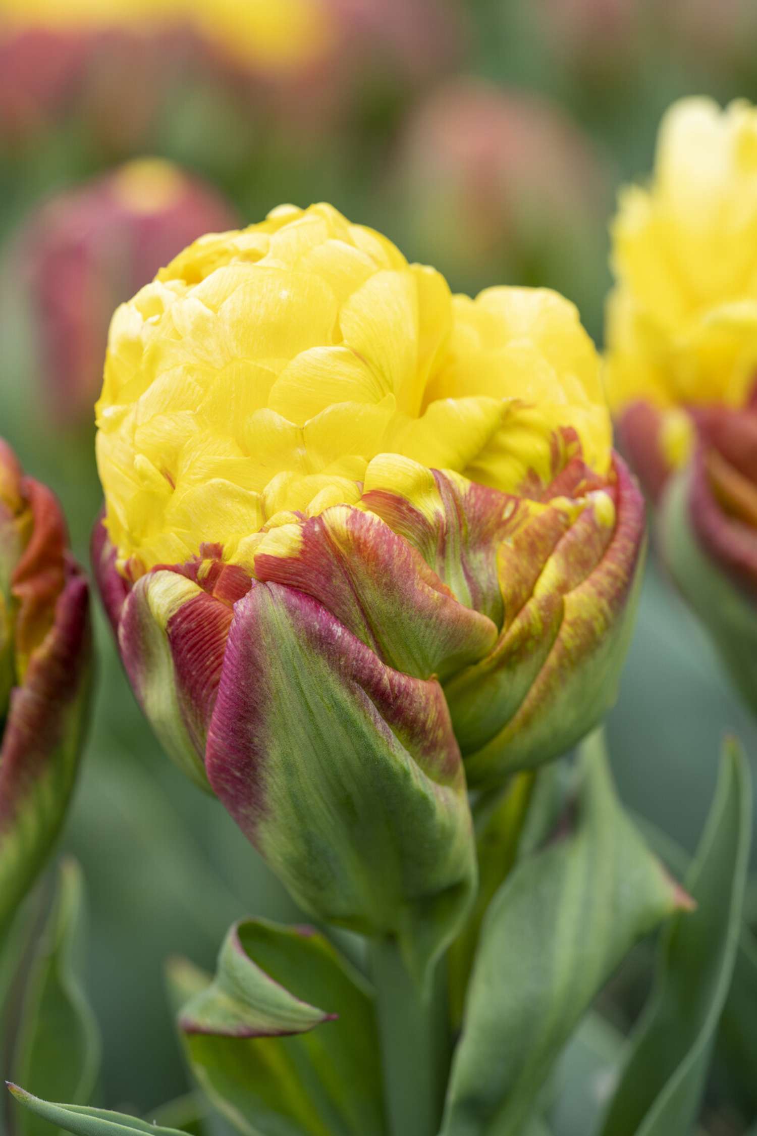 Tulppaani 'Ice Cream Banana'